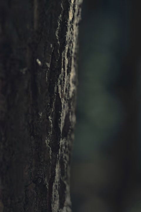 textured tree bark in forest