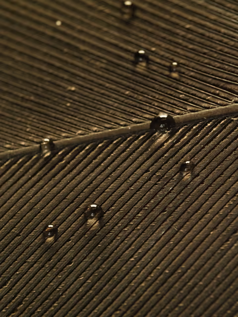 water droplets on a dark feather