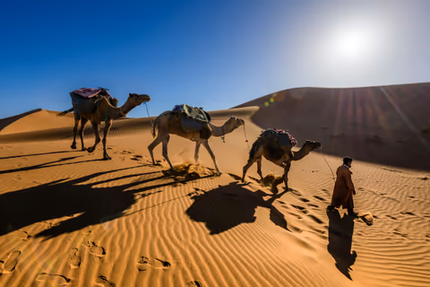 man walking with camels in desert